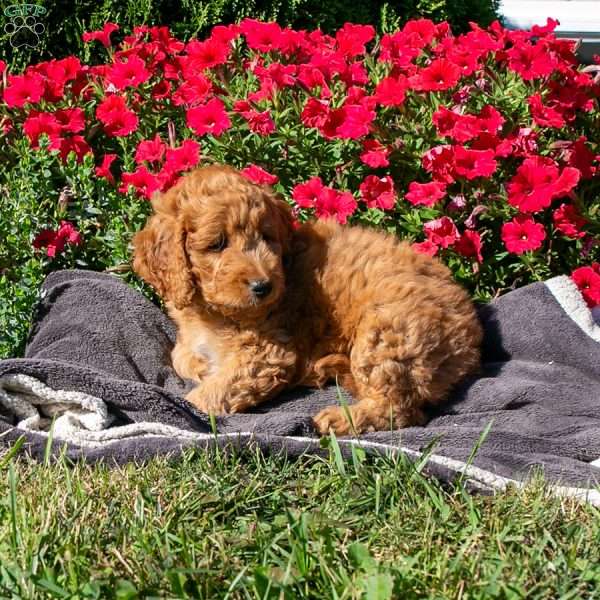 Riley, Mini Goldendoodle Puppy